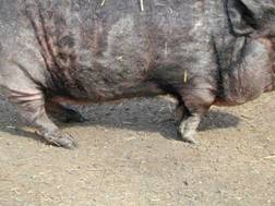 pig a 54