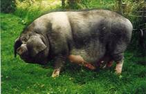 Potbellied pig at grass