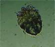 Mange mite 2