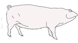 Ant Pig Landrace draw copy.jpg