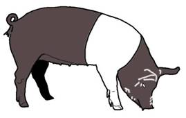 Anat pig right side drawing hamp.jpg