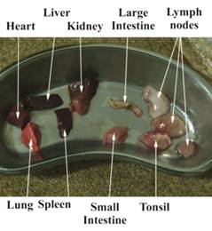 PM Sample tissue 2label