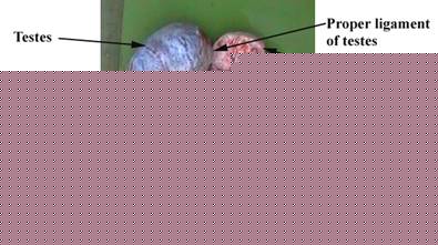 Anat Repro testes disection 5 label