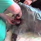 Surgery castration 1
