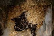 Surgery kune kune castration after
