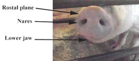 Anat Respiratory nose Label