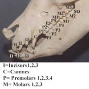 Anat%20skel%20head%20side%201%20Teeth%20labeled
