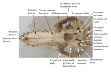 Anat skull ventral label