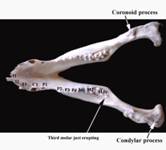 Anat lower jaw black label