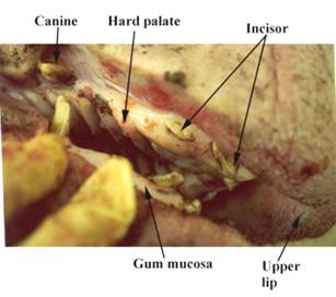 Anat mouth mucosa teeth label