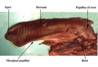 Anat tongue dorsal label