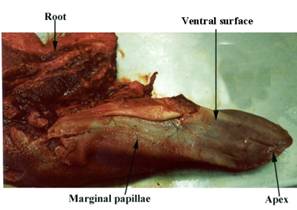 Anat tongue ventral label