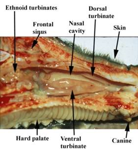 Atrophic rhinitis nasal lo label