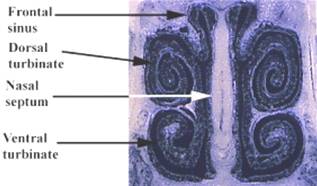 Atrophic rhnitis section llabel