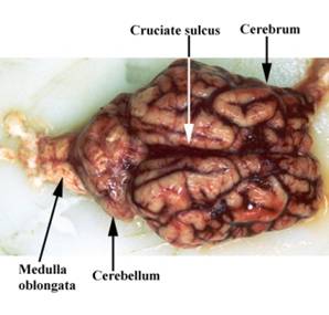 Anat brain dorsal label