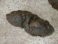 Faeces normal1.jpg