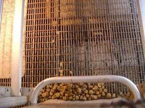 Constipation farrowing.JPG