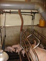 Air farrow cooling kr.JPG