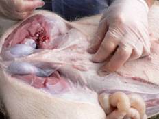 PCVii b1 inguinal lymphnodes 1
