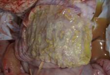 Salmonella 3au 3e