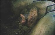 Prolapse perineal hernia