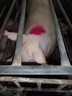 Repro lactation poor sow 2.JPG