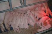Description: D:\work\Pictures\F-g\Farrow litter size good ca.JPG