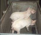 Description: Moving  weaners
