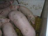 Pig flow Nursery variable pigs ca