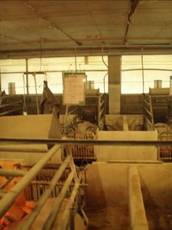 Pig flow farrow change kr