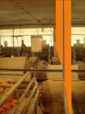 Pig flow farrow change wall copy