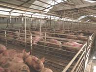 Finishing long pen 3