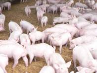 Grower group eco au 2