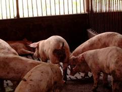 swine dysentery k1