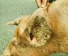 Mange chronic ear B