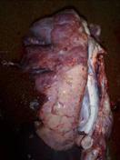 Mycoplasma abattoir 10