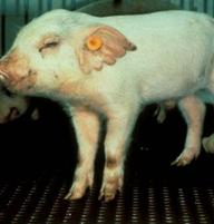 Aujeszky's disease nervous 2
