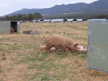 Outdoor farrowing b20