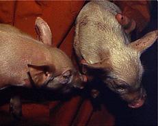 Anaemic piglets