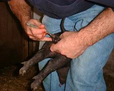 Castration 9