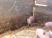 Air blowing straw eco au 2