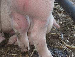 Pig 1 Pic 3_2