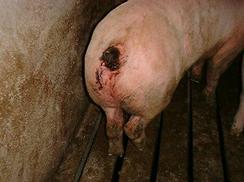 Tail biten severe 3