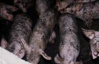 http://www.vetmed.iastate.edu/departments/vdpam/swine/healthmgt/air/lyingpatterns/image022.jpg