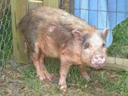 Pet pig very thin Bella