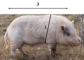 Weight measurement pet